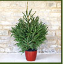 Potted Norway Spruce Christmas tree