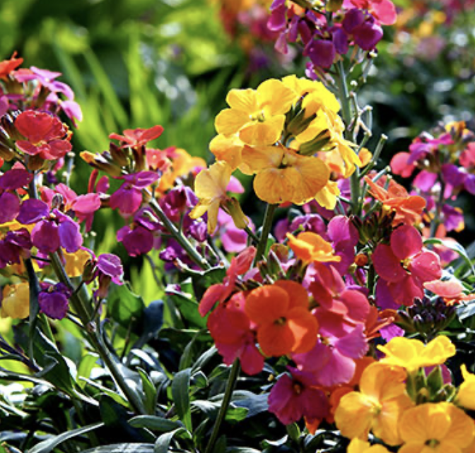 Wallflower 'Sunset Tutti Frutti' Mix
