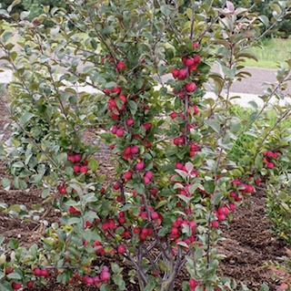 Malus Appletini 13cm potted