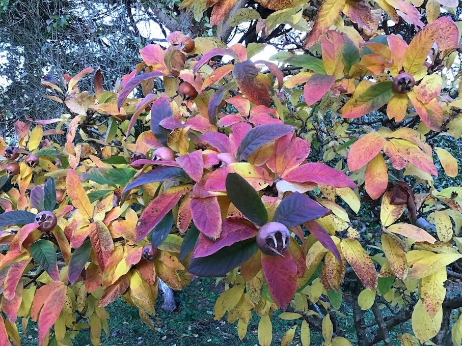 Medlar - Mespilus germanica