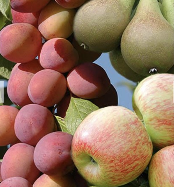 Mini orchard fruit tree collection