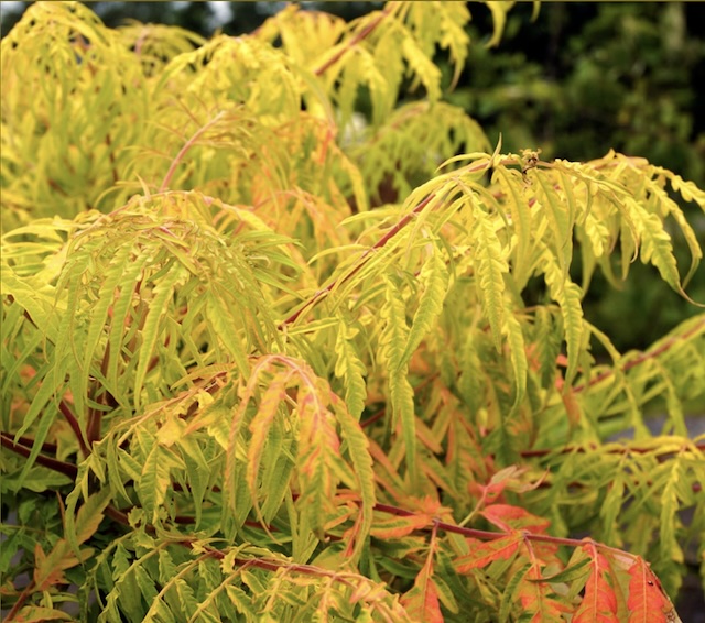 Rhus typhina 'Tiger Eyes'
