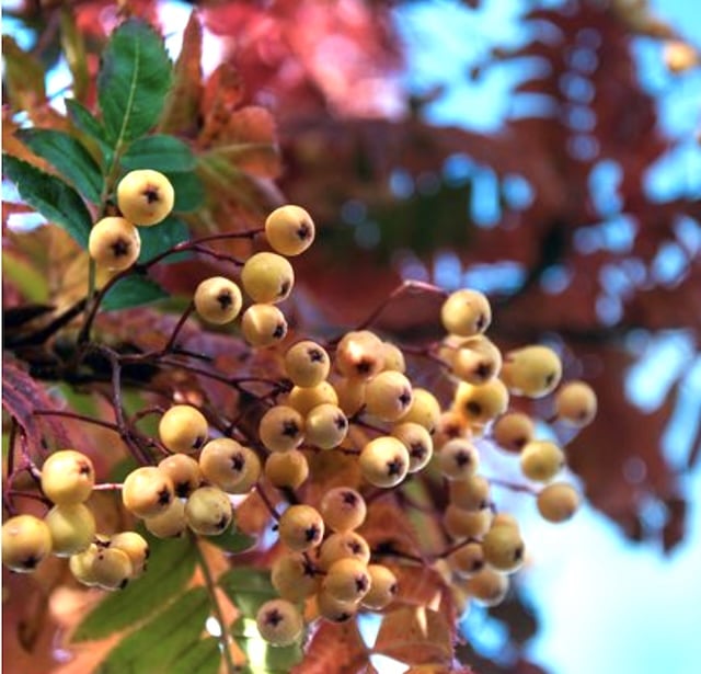 Sorbus 'Joseph Rock'