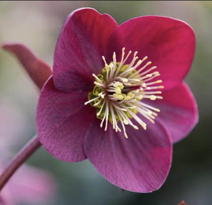 Helleborus 'Anna's Red'