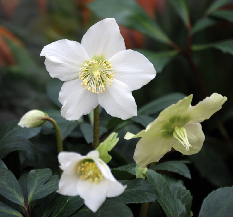 Helleborus niger from Crocus