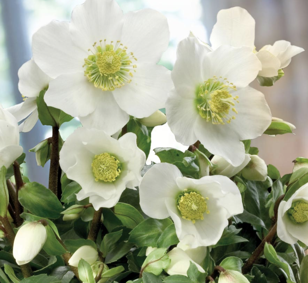 Helleborus niger from Thompson & Morgan
