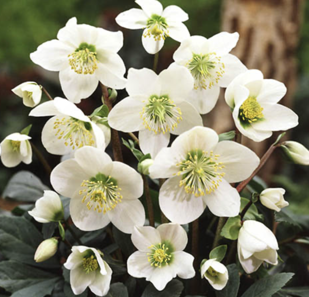 Helleborus niger from YouGarden