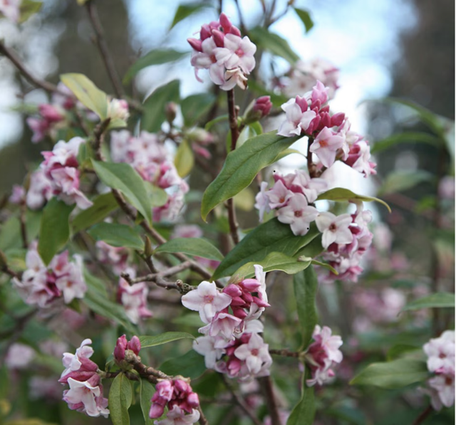Daphne bholua 'Jacqueline Postill'