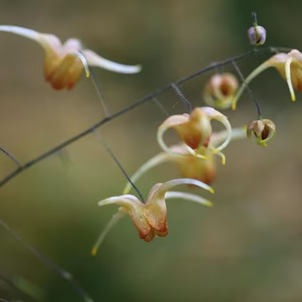 Epimedium 'Amber Queen'