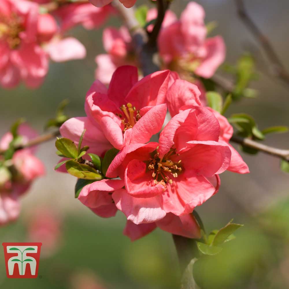 Chaenomeles 'Pink Lady'