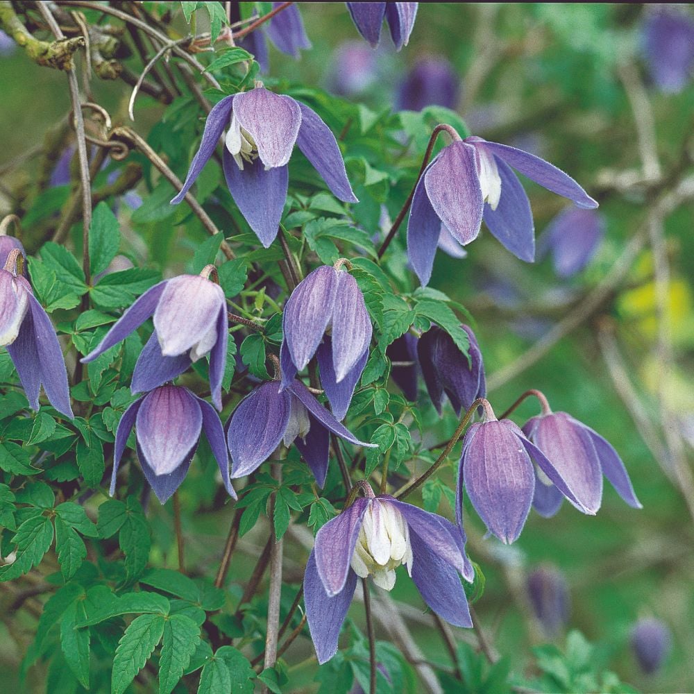 Clematis alpina 'Francis Rivis'