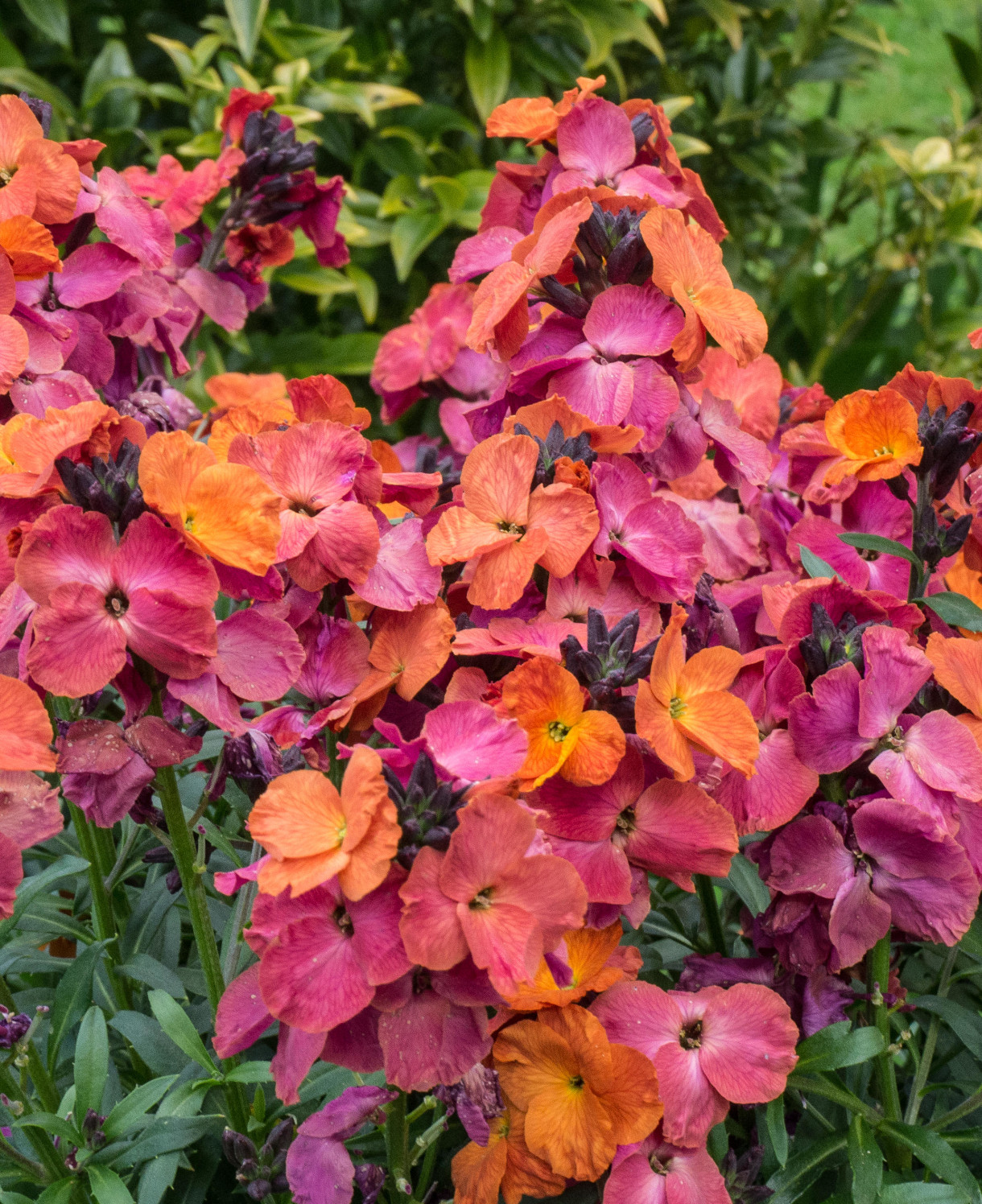 Erysimum 'Winter Orchid'