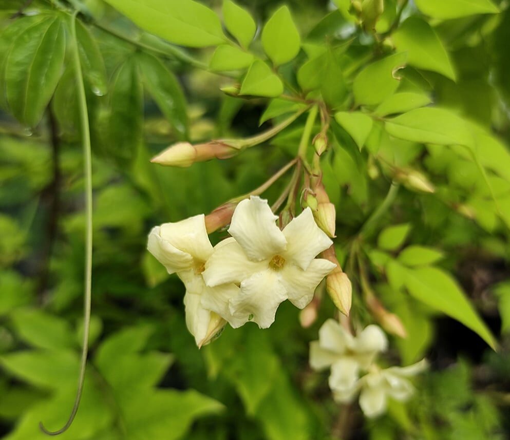 Jasmine officinale 'Clotted Cream'