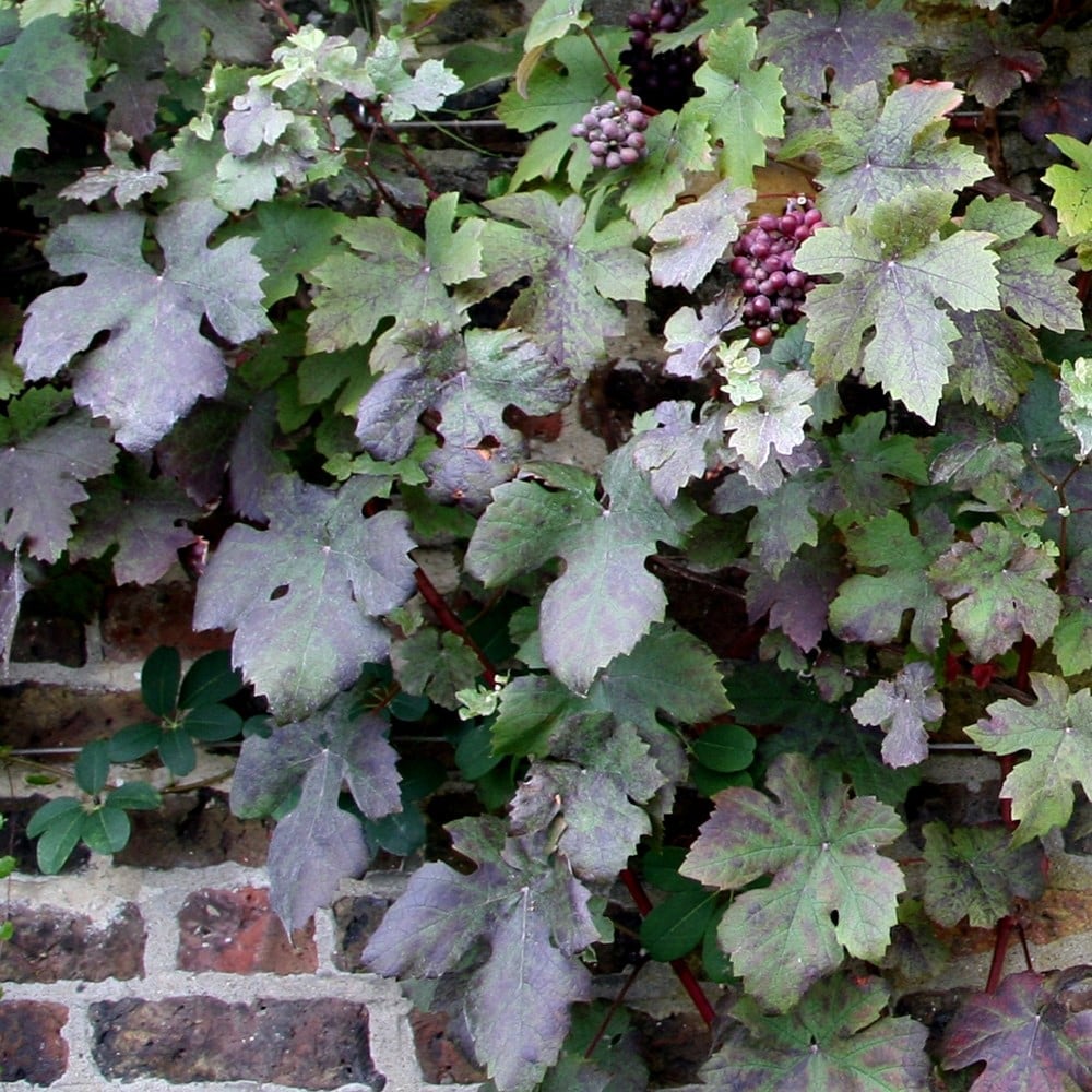 Vitis vinifera Purpurea - Purple-leaved vine