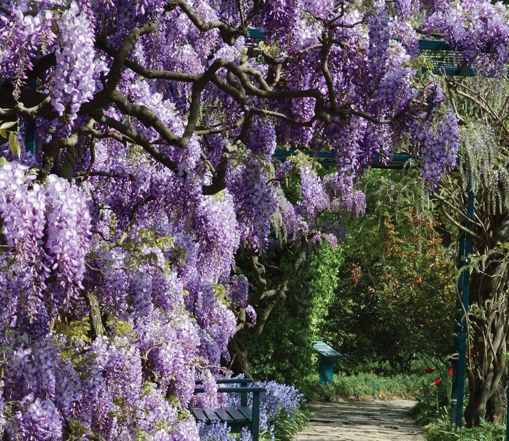 Wisteria sinensis 'Amethyst'