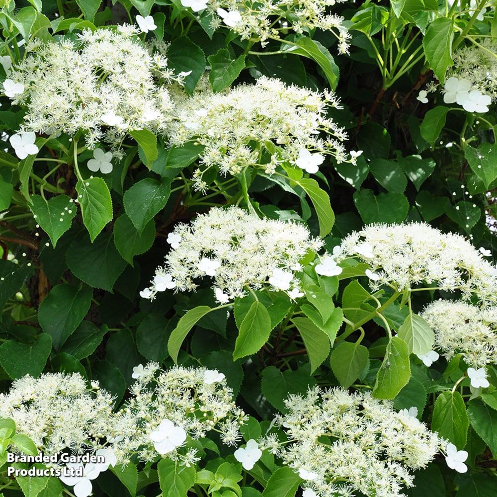 Hydrangea petiolaris