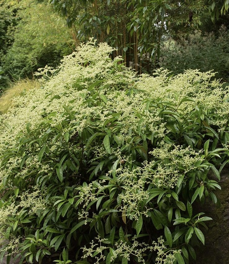 Pileostigia viburnoides