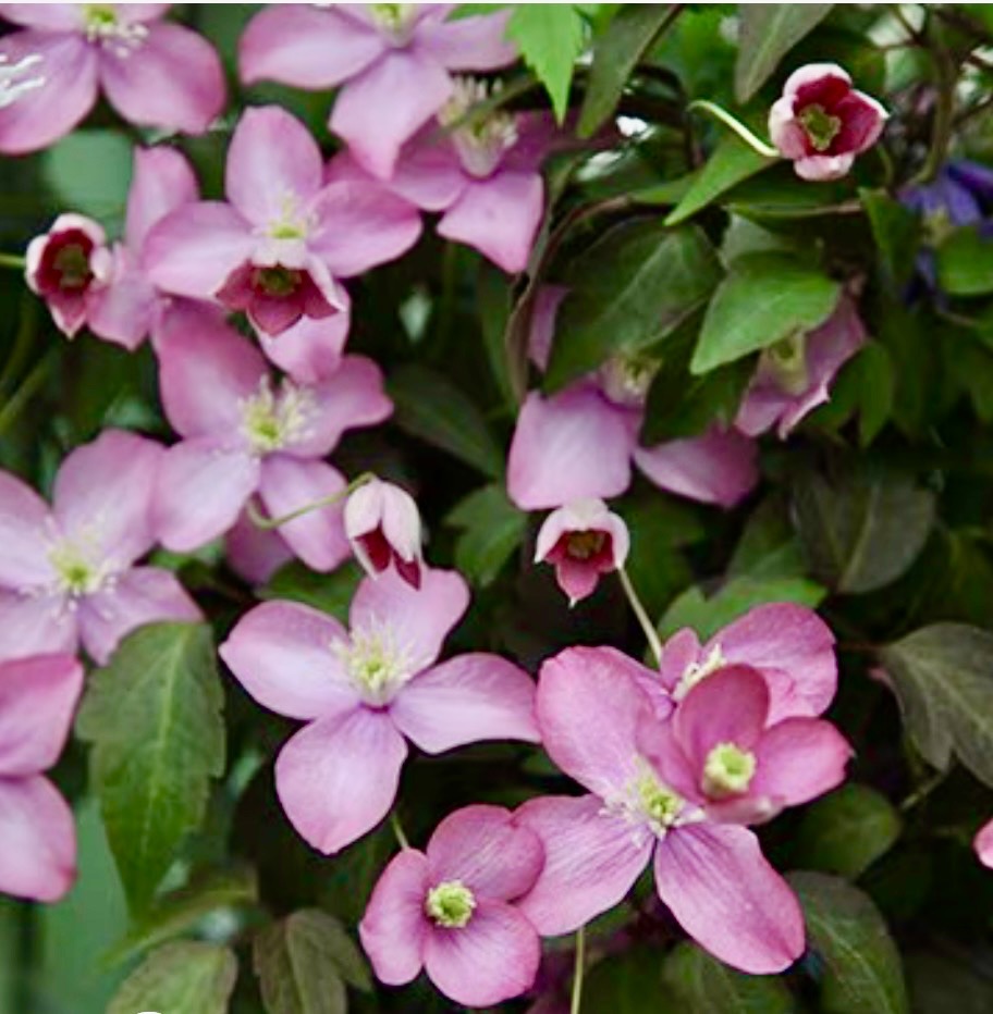 Clematis montana 'Freda'