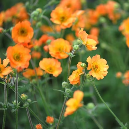 Geum 'Totally Tangerine'