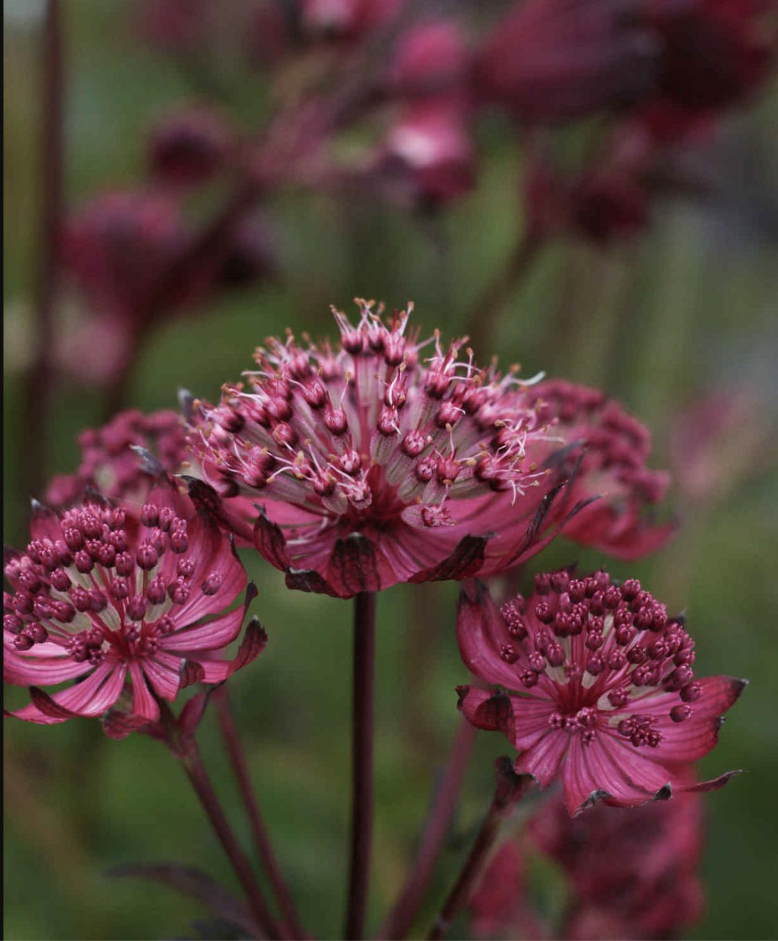 Astrantia major 'Sparkling Stars Red'