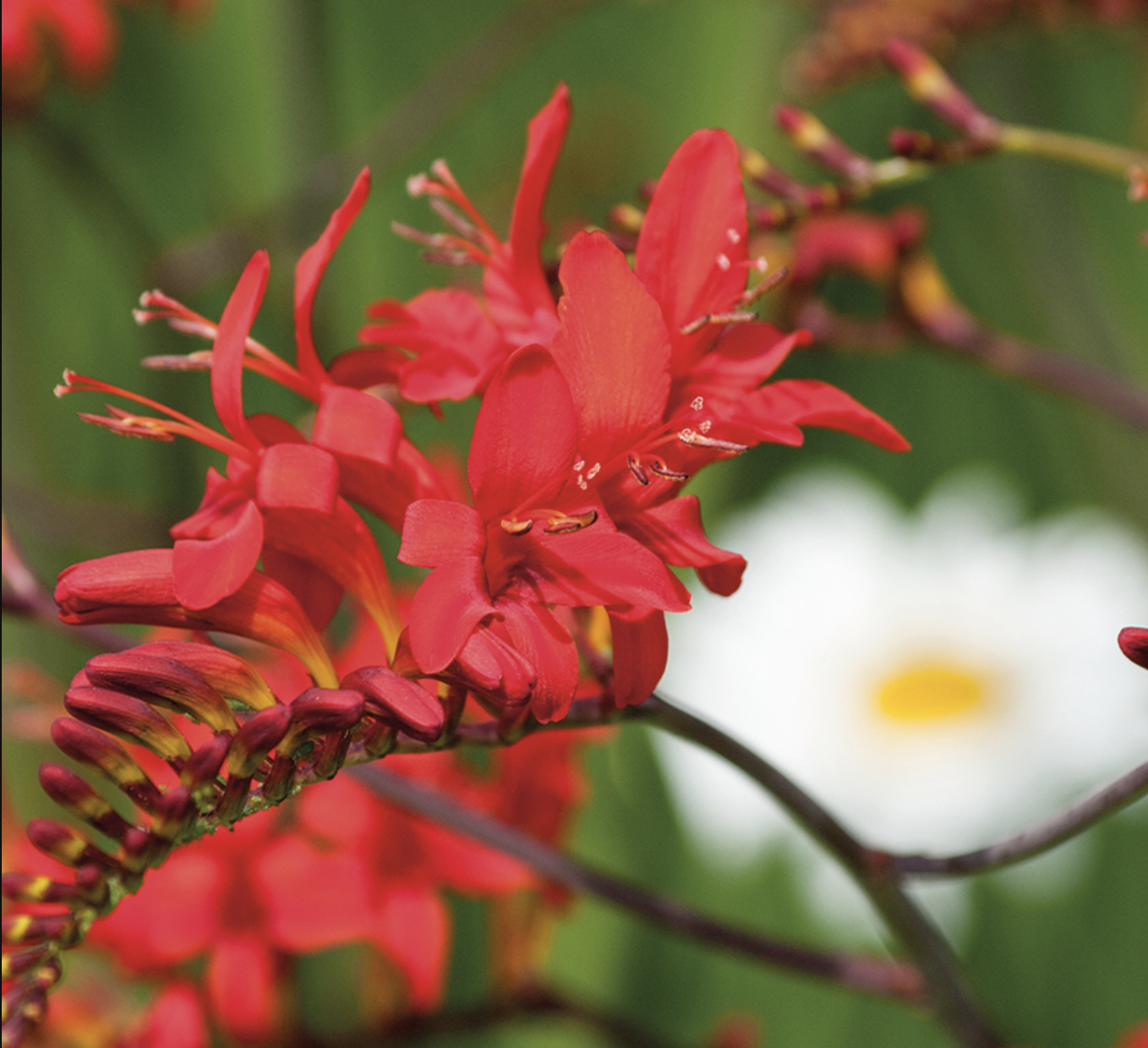 Crocosmia 'Lucifer'