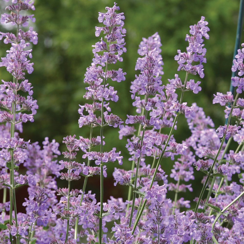 Catmint (Nepeta Six Hills Giant)