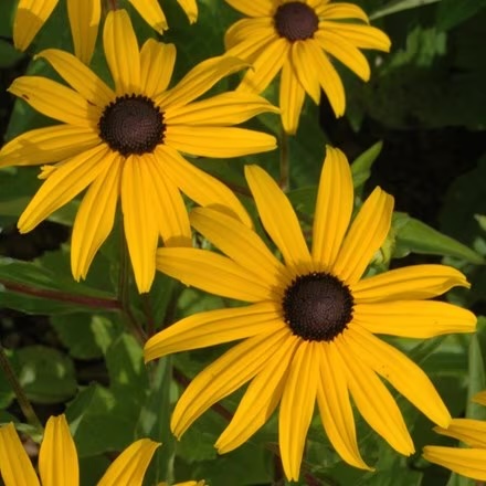 Rudbekia 'Goldsturm'